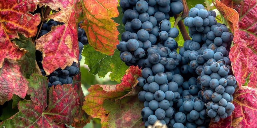 douro-harvest-season-september