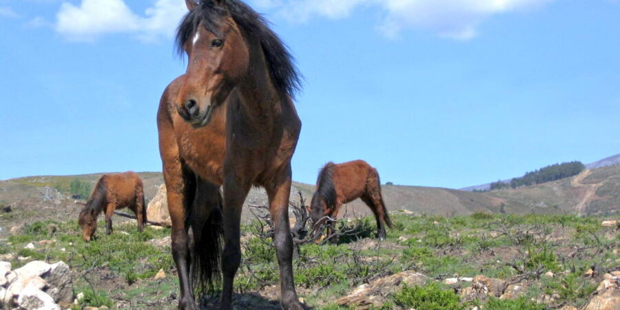 peneda-geres-horses