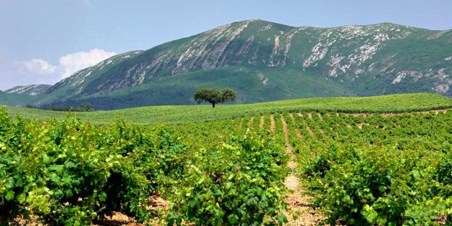 setubal-wine-region