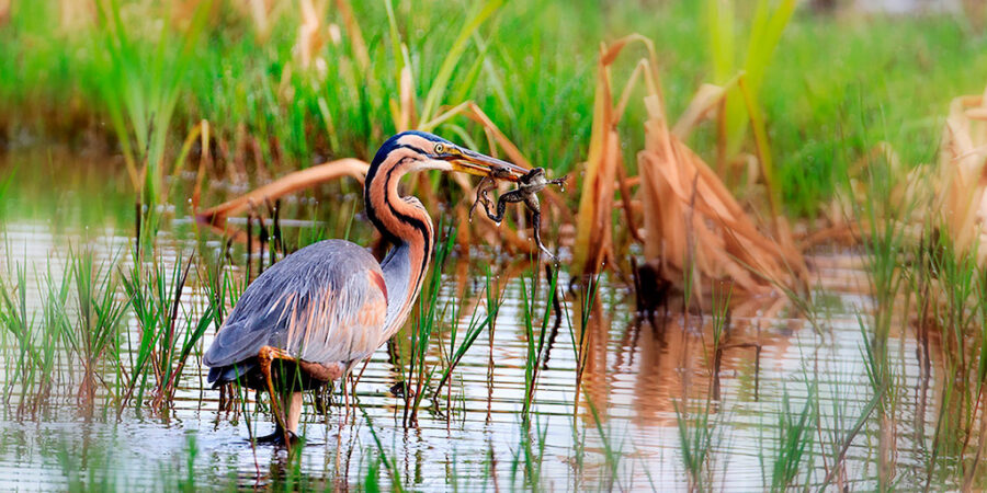 birdwatching-in-aveiro