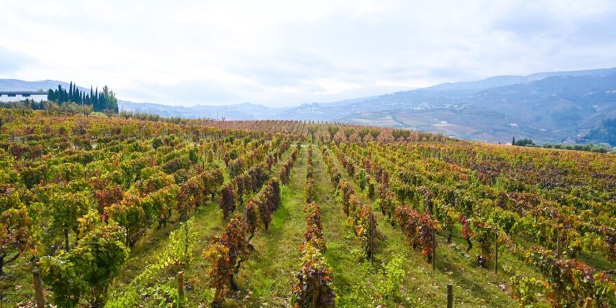 douro-vineyards